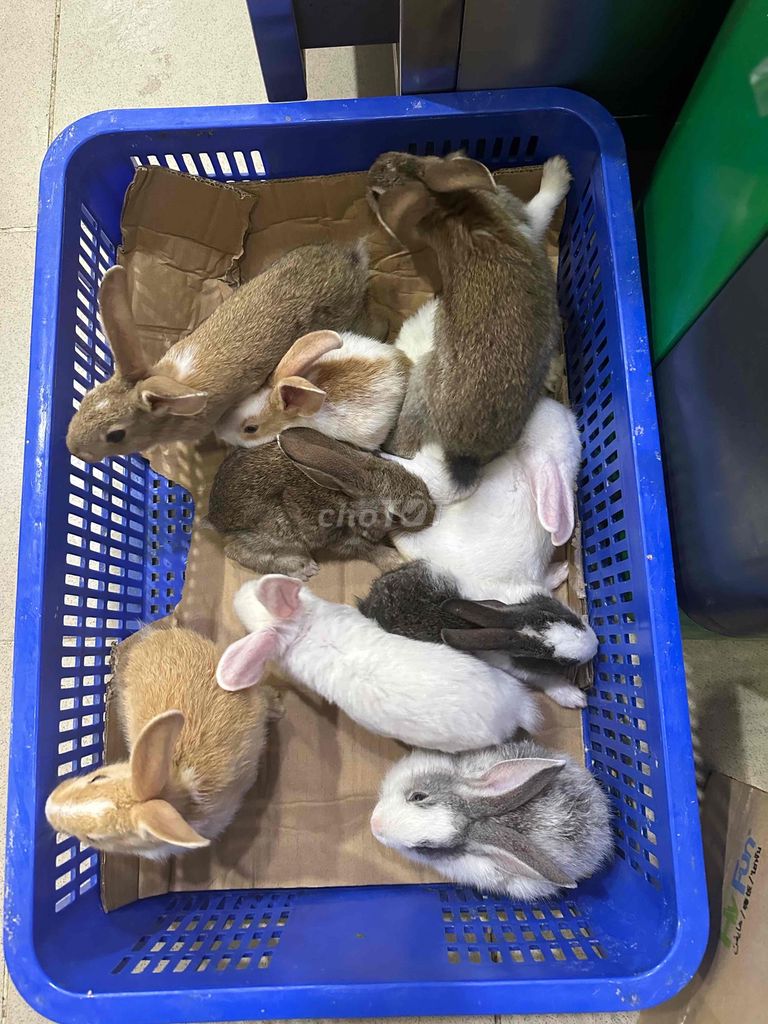 Thỏ con màu đẹp. Mua bán Thú cưng khác tại Quận Bình Thạnh Tp Hồ Chí Minh được đăng bởi Nông trại thỏ và bọ hình 1