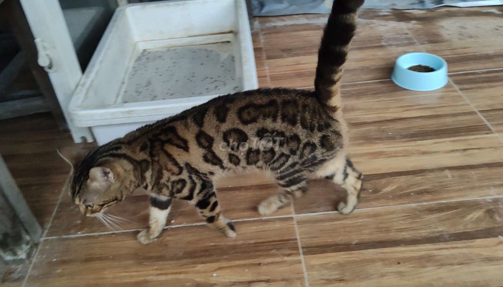 Mèo Bengal cái 6 tháng đốm vằn. Mua bán Mèo tại Quận Đống Đa Hà Nội được đăng bởi Trường hình 1