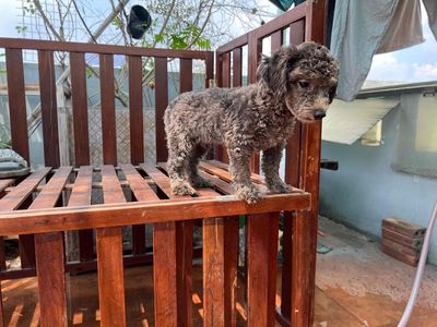 poodle xám đực 5 tháng tiny