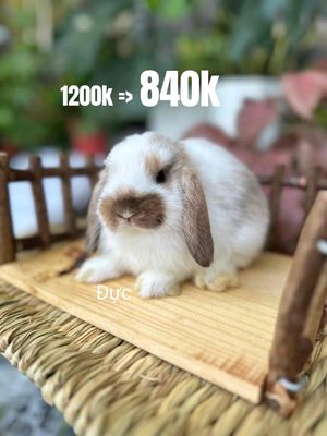 giảm giá thỏ 30% giá chỉ còn từ 595k