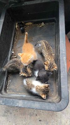 Mèo nhà sinh cần tìm chủ