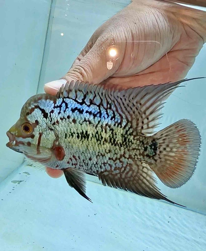 Cá cảnh La Hán F2 Đa sắc. Mua bán Thú cưng khác tại Quận 4 Tp Hồ Chí Minh được đăng bởi Chí Tâm hình 1