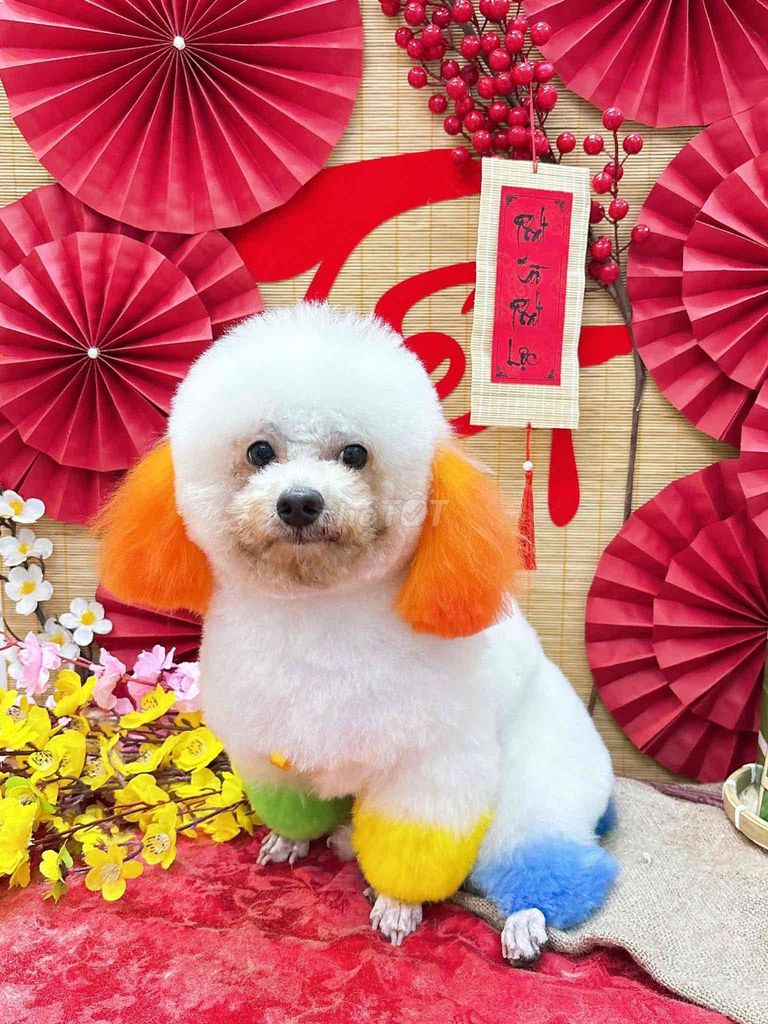 Chó Poodle đực tìm người yêu. Mua bán Chó tại Quận Ninh Kiều Cần Thơ được đăng bởi Nwi hình 1