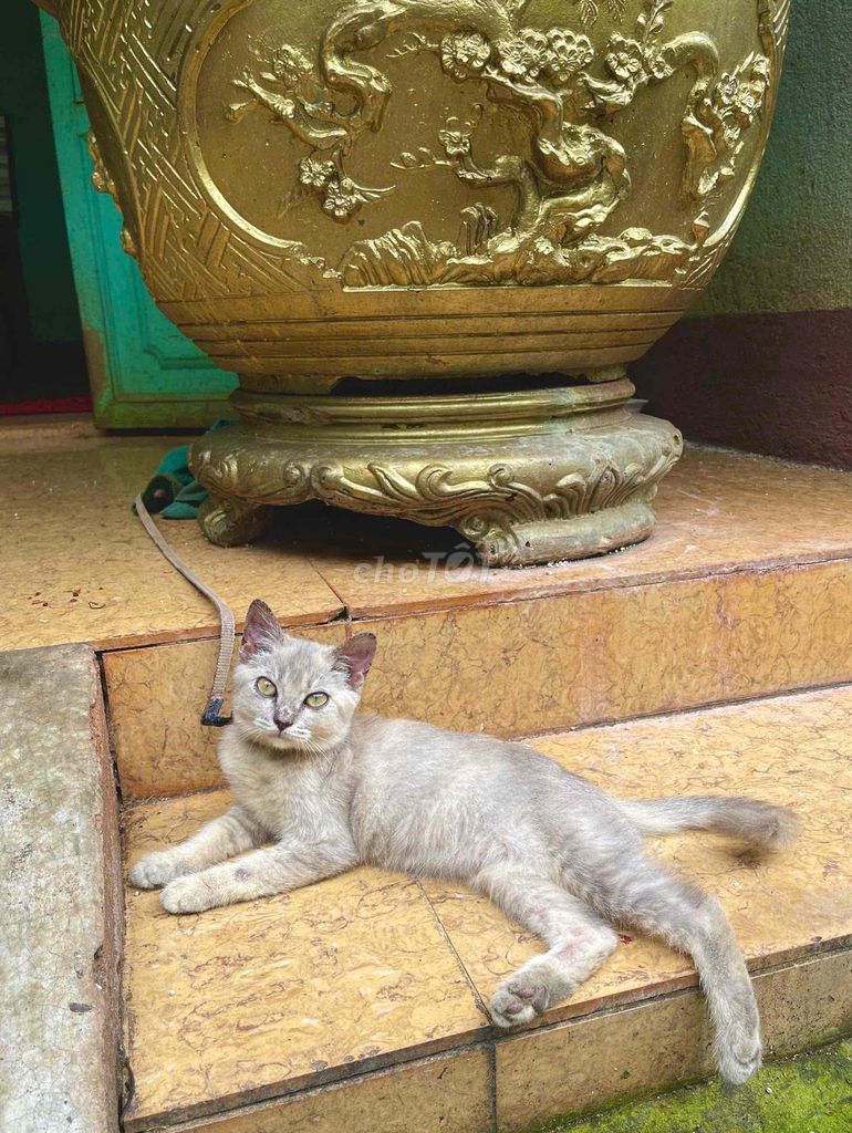 Mèo Lai Anh xám. Mua bán Mèo tại Huyện Đồng Phú Bình Phước được đăng bởi Ken HR hình 1