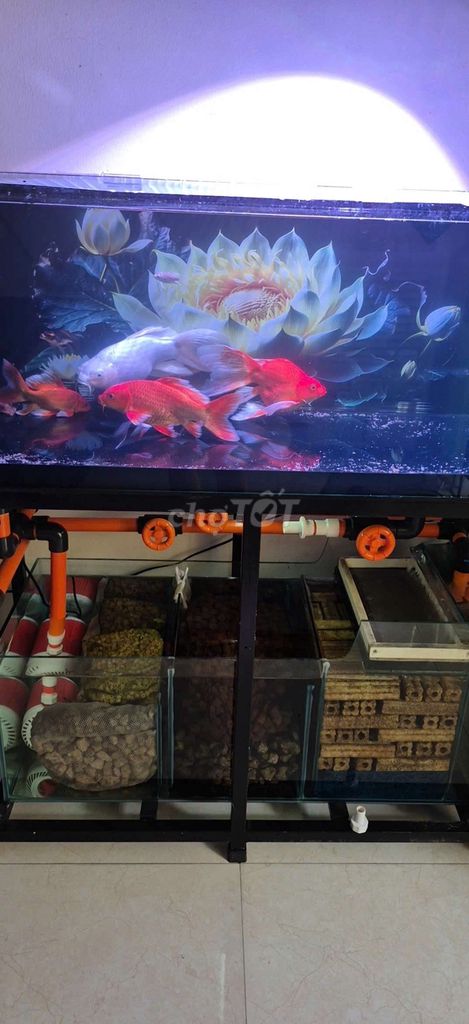 Bể cá cảnh kính 130x50x50cm. Mua bán Phụ kiện, Thức ăn, Dịch vụ tại Thành phố Nam Định Nam Định được đăng bởi Bovidai hình 1
