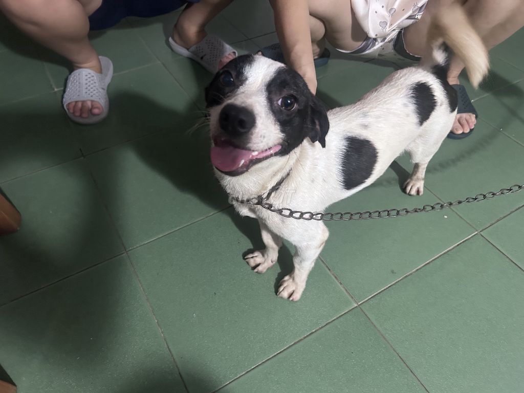 Chó Poodle đen trắng 6-8kg. Mua bán Chó tại Huyện Nam Trực Nam Định được đăng bởi Cường Nguyễn Xuân hình 1