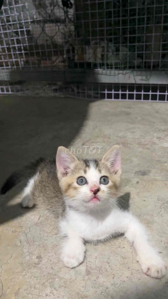 Mèo Anh lông ngắn lai tappy. Mua bán Mèo tại Quận Bình Thạnh Tp Hồ Chí Minh được đăng bởi Ngọc Kiều hình 1