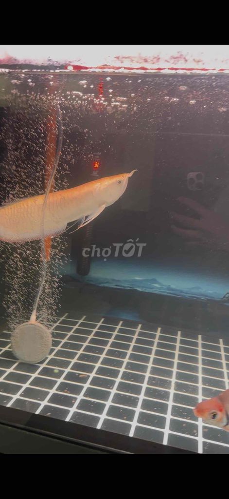 Cá Rồng Bạc 38-40cm. Mua bán Thú cưng khác tại Quận Cái Răng Cần Thơ được đăng bởi Duong Thang hình 1