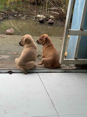 Chó Mông cộc lai chó săn con