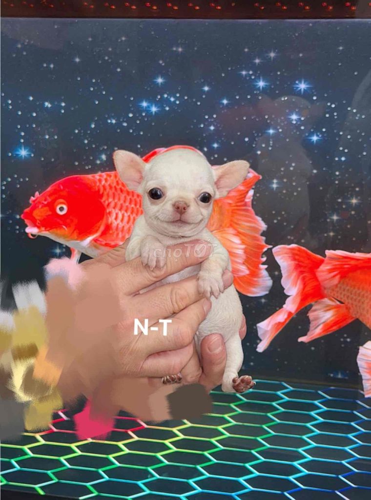 Chó Chihuahua Trắng kem. Mua bán Chó tại Quận Bình Tân Tp Hồ Chí Minh được đăng bởi Trang  hình 1