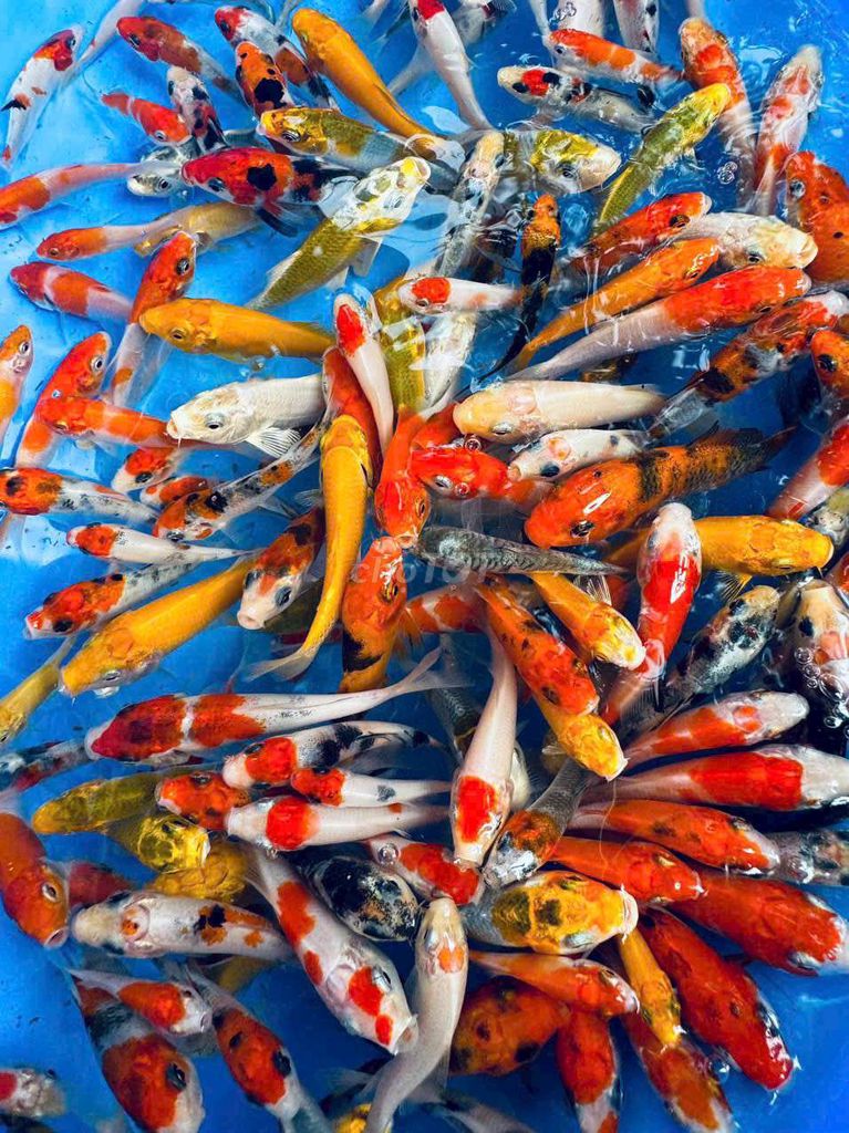 cá koi (10-20 cm ). Mua bán Thú cưng khác tại Quận 6 Tp Hồ Chí Minh được đăng bởi Thanh Hậu hình 1