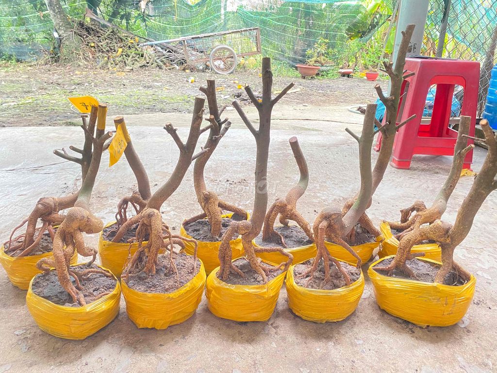 Phôi Mai Vàng Mini Bonsai Giảo Thủ Đức