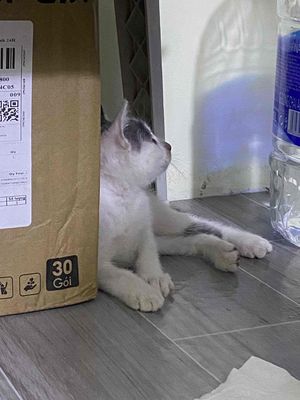mèo anh lông ngắn lai ald. Mua bán Mèo tại Thành phố Thủ Đức Tp Hồ Chí Minh được đăng bởi Nguyễn thị thuý vi 
