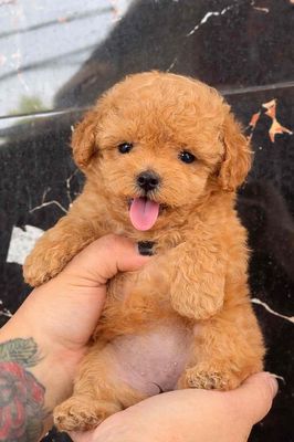 Chó Poodle con Vàng mơ