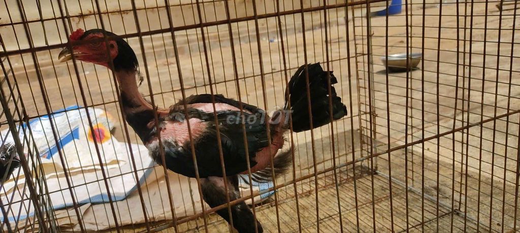 Gà trống cảnh giống Đực màu Đen, hồng. Mua bán Gà tại Huyện Ea Kar Đắk Lắk được đăng bởi Huong Mints hình 1
