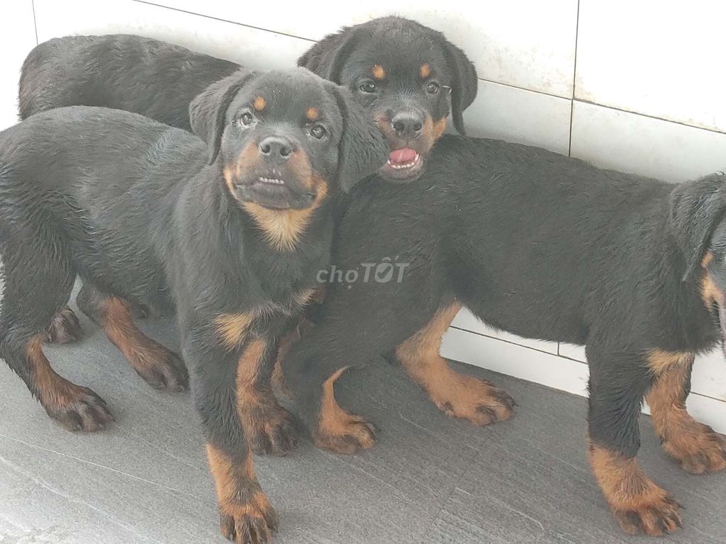 Rottweiler.Thuần.Q12. Mua bán Chó tại Quận 12 Tp Hồ Chí Minh được đăng bởi Nhân Rottweiler  hình 6