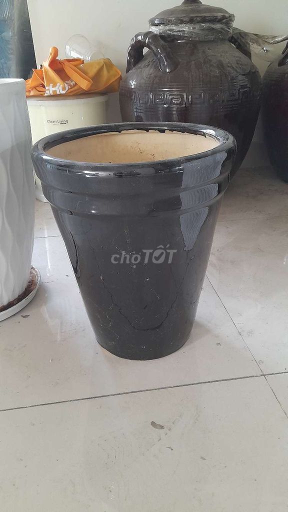 THANH LÝ CHẬU CÂY CẢNH NHƯ HÌNH CÒN RẤT TỐT