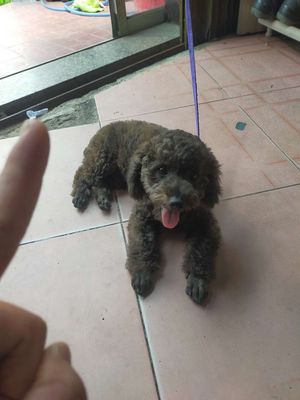 Bán GẤP giống chó Poodle 4 tháng tuổi