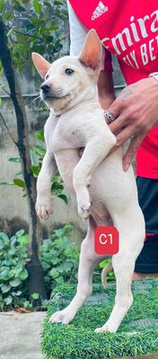 Chó Phú Quốc con trắng đã tiêm