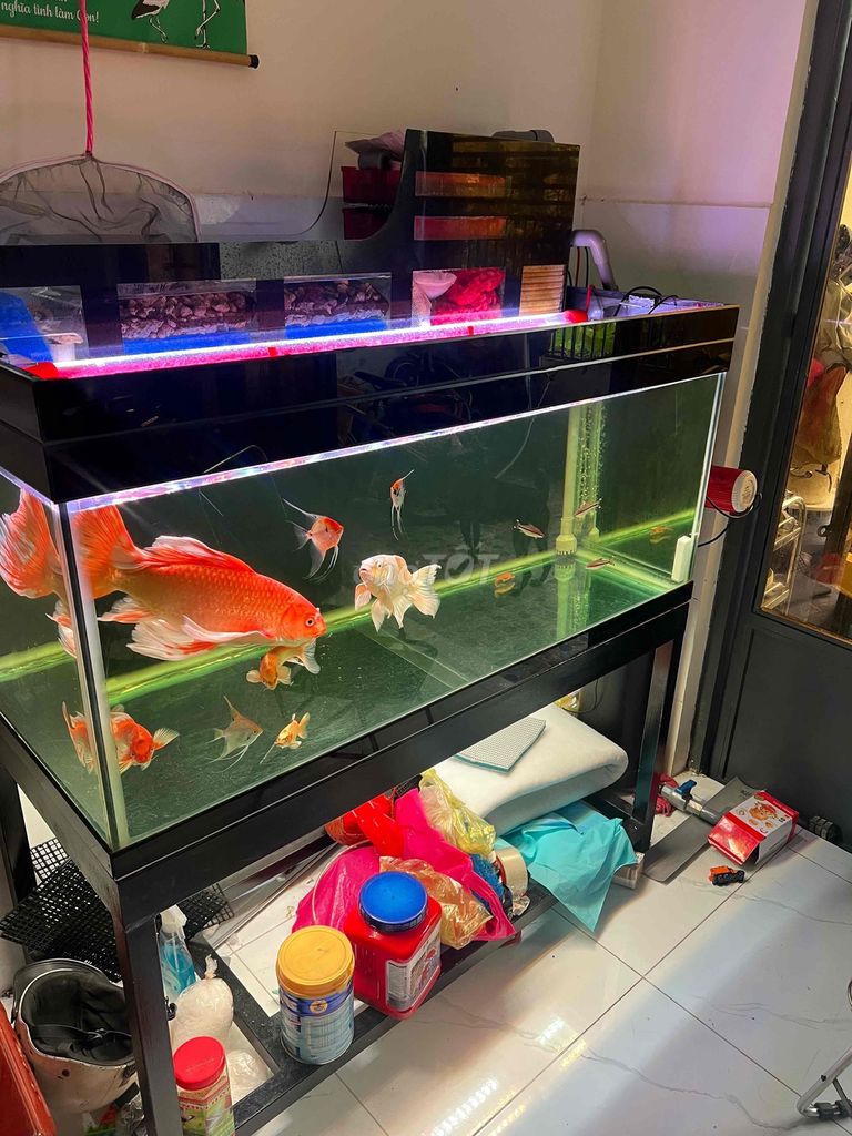 Hồ cá 1m2 x 60cm x 60cm. Mua bán Phụ kiện, Thức ăn, Dịch vụ tại Huyện Hóc Môn Tp Hồ Chí Minh được đăng bởi tuấn dũng hình 1