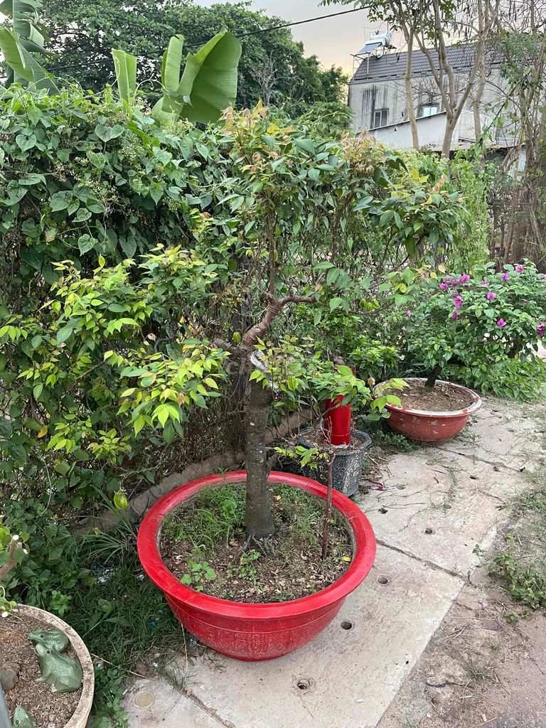 cần bán cây khế ngọt thuần chậu. Mua bán Cây cảnh, đồ trang trí tại Thành phố Thủ Dầu Một Bình Dương được đăng bởi Hoàng Thắm hình 1