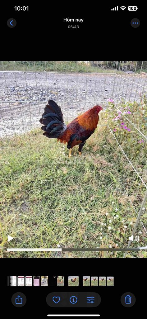 tơ zin 1kg3. Mua bán Gà tại Huyện Đức Hòa Long An được đăng bởi Gà Đá Long AN hình 1