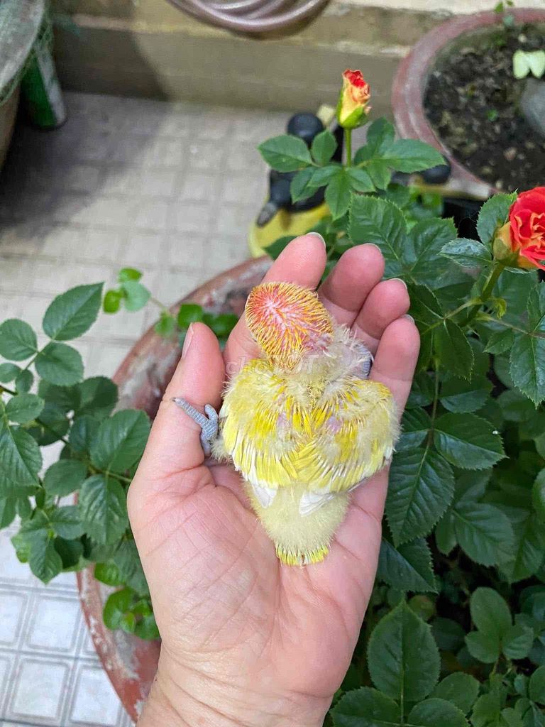 Chim Lovebird non. Mua bán Chim tại Thành phố Trà Vinh Trà Vinh được đăng bởi Chim Vẹt Trà Vinh hình 1