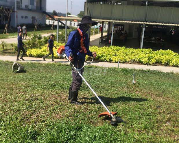 Cắt cỏ vườn khu vực Vườn. Dịch vụ tại Quận Thanh Xuân Hà Nội được đăng bởi Nguyễn Minh Đức hình 1