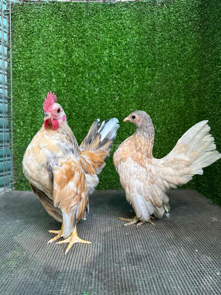 Gà kiểng Serama (cặp). Mua bán Gà tại Thành phố Thuận An Bình Dương được đăng bởi Trang Phan hình 1