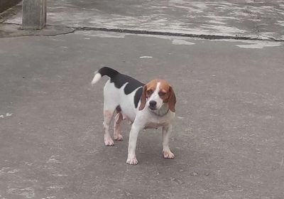 Cún Beagle sinh sản 2 lứa