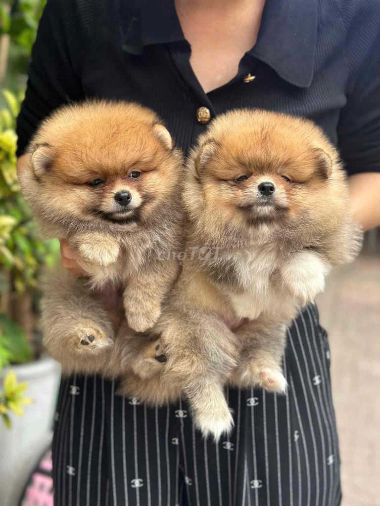 Pom Thái vàng cam. Mua bán Chó tại Quận Bình Tân Tp Hồ Chí Minh được đăng bởi My Hoạ hình 3