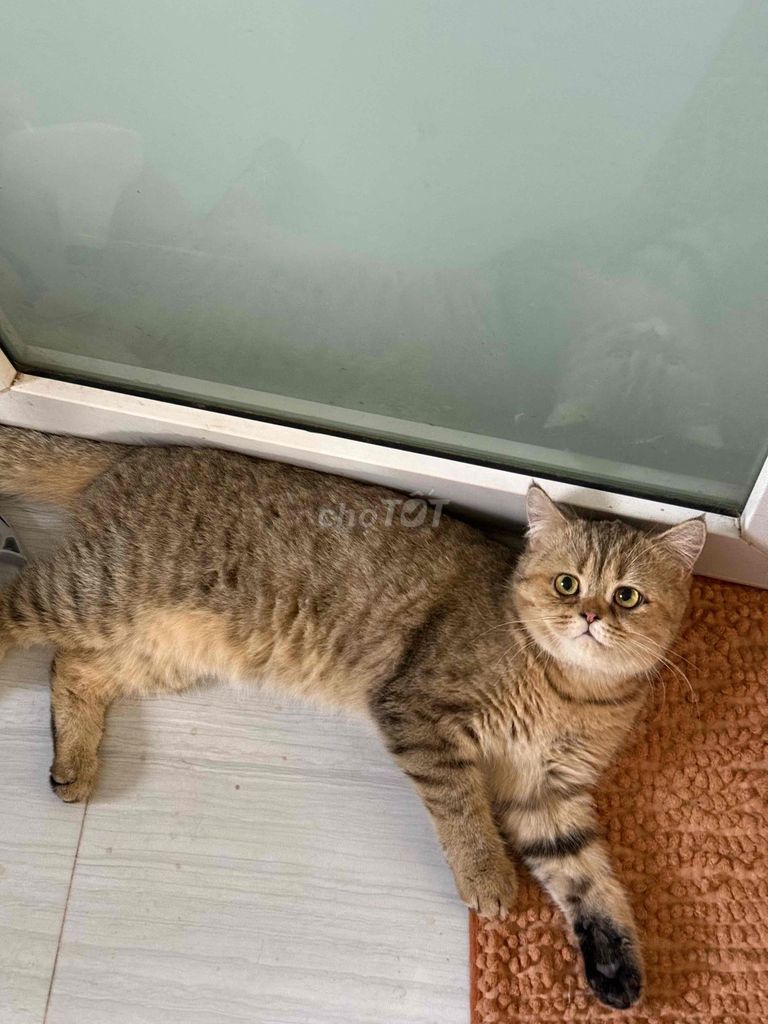 Mèo Golden Tappy đực 8 tháng đã tiêm. Mua bán Mèo tại Quận Gò Vấp Tp Hồ Chí Minh được đăng bởi Vy Anh hình 1