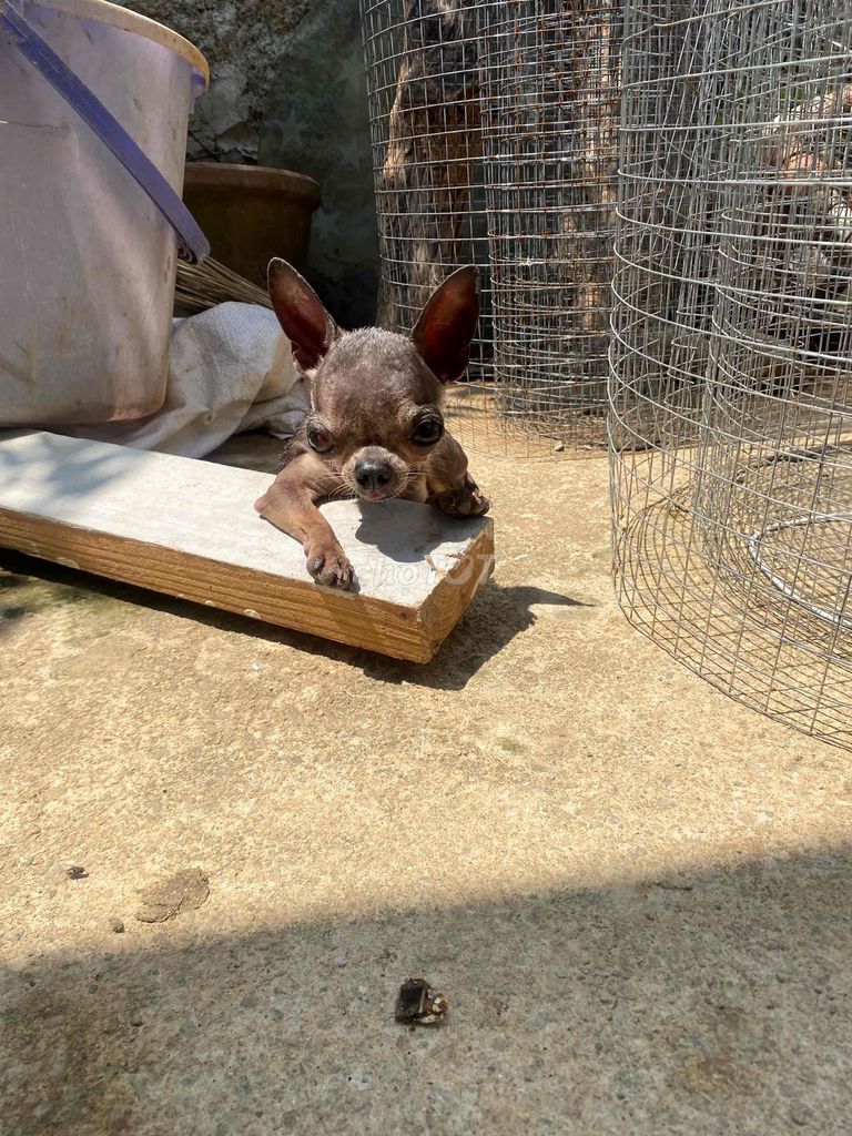 Chó Chihuahua cái nâu chưa sinh sản. Mua bán Chó tại Quận 12 Tp Hồ Chí Minh được đăng bởi Hữu thịnh hình 1