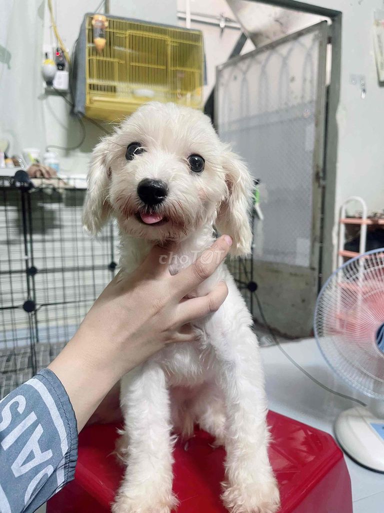 Ba Bichon - Mẹ Poodle Tiny 6 tháng tuổi cái