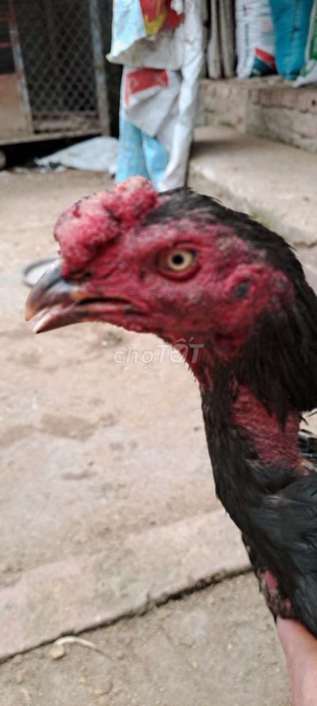 Gà chọi Đen 3kg Đực 11 tháng. Mua bán Gà tại Huyện Phúc Thọ Hà Nội được đăng bởi Mit Tuấn hình 1