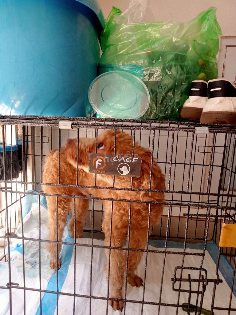 Chó Poodle đực 8 tháng. Mua bán Chó tại Huyện Đông Anh Hà Nội được đăng bởi Cuongcgcn hình 1