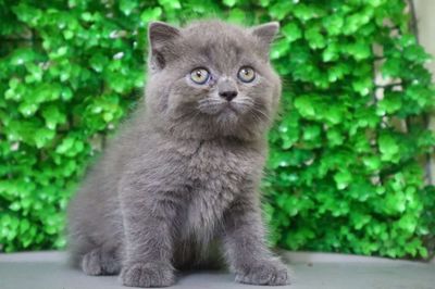 Mèo Anh lông ngắn xám xanh
