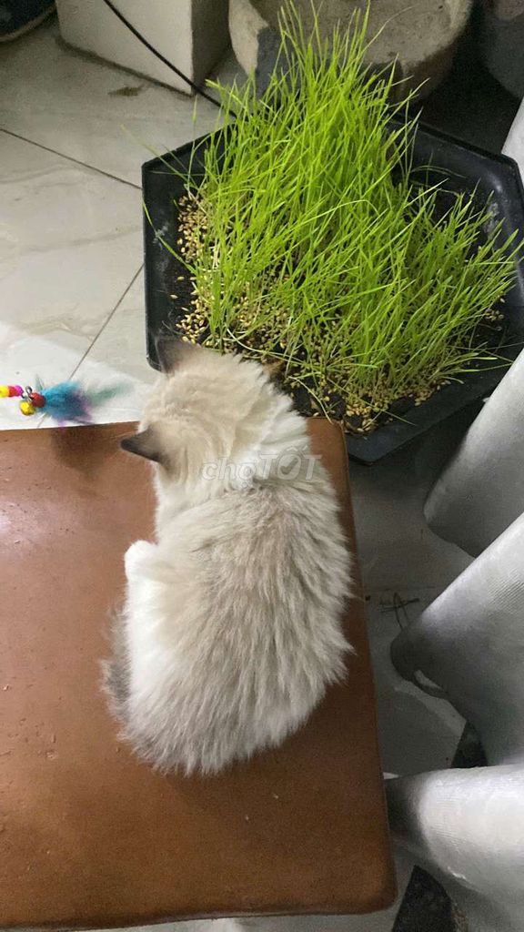 Ragdoll siêu xinh cá mềm