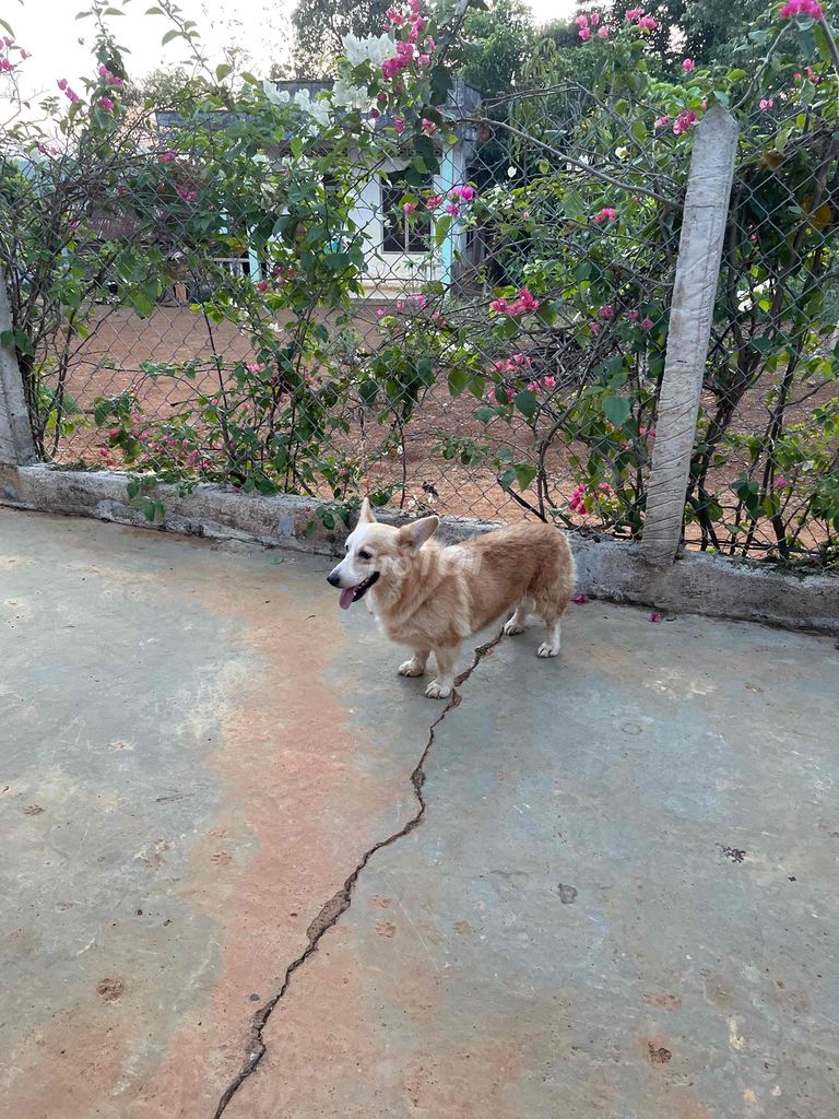 Chó Corgi gần 2 tuổi Nâu trắng. Mua bán Chó tại Huyện Krông Búk Đắk Lắk được đăng bởi thùy hình 1