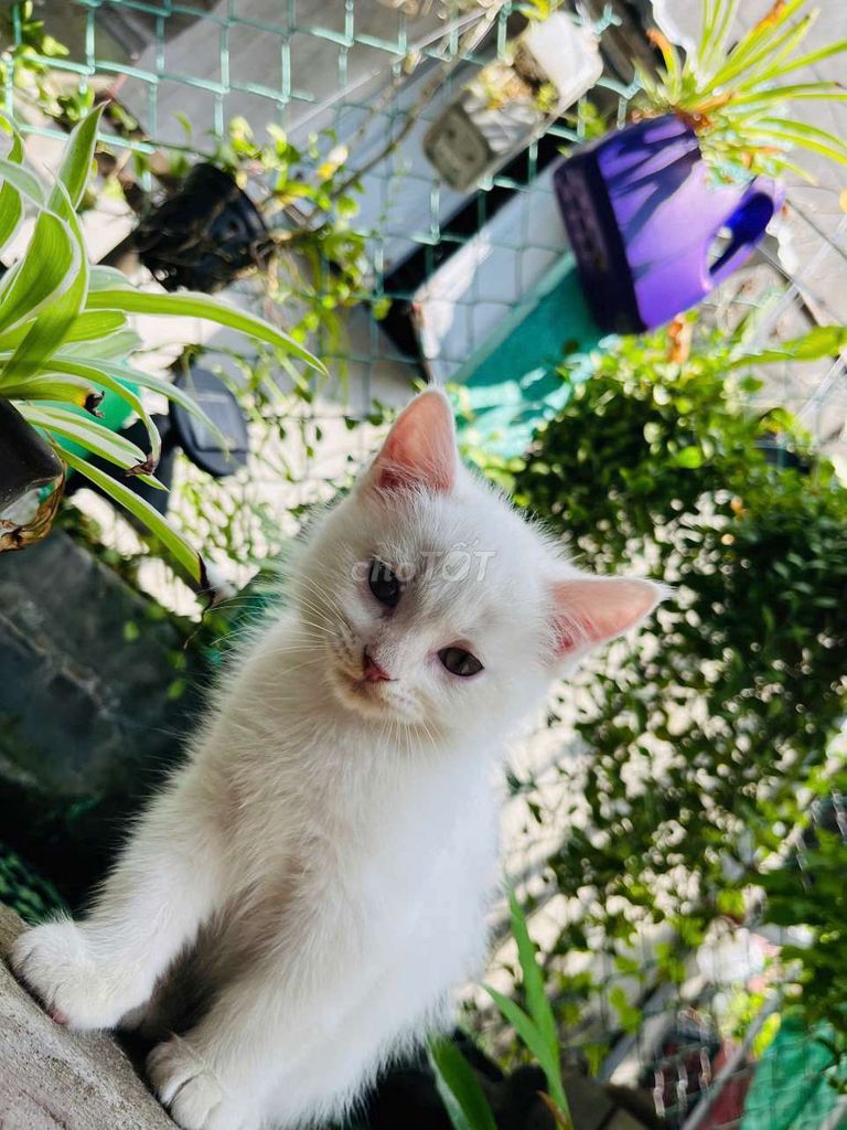 Mèo con Trắng 2 tháng tuổi. Mua bán Mèo tại Thành phố Mỹ Tho Tiền Giang được đăng bởi LienLien hình 1