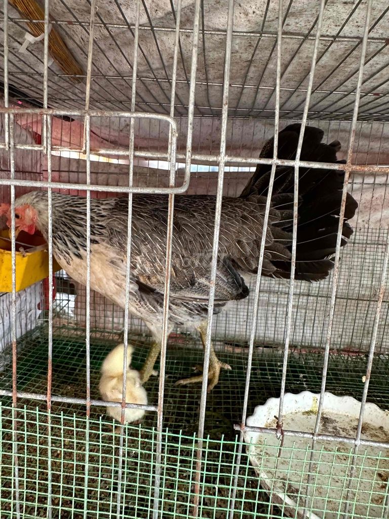 gà mái nồi dòng grey hatch