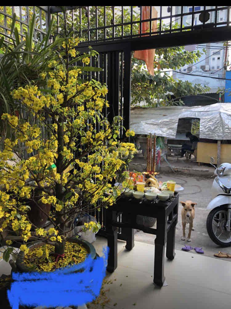Bán cây Mai Vàng trong hình. Mua bán Cây cảnh, đồ trang trí tại Quận Bình Tân Tp Hồ Chí Minh được đăng bởi Gia Phú hình 1