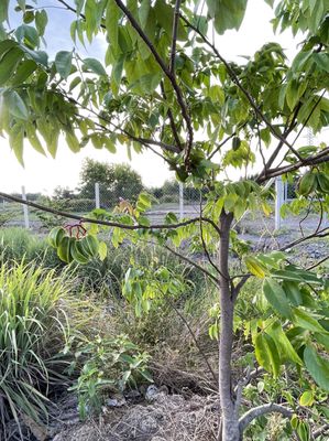 CHÍNH CHỦ CHO THUÊ NHÀ VƯỜN TẠI NHƠN TRẠCH – ĐỒNG NAI. Cho thuê nhà ở tại Huyện Nhơn Trạch Đồng Nai được đăng bởi YẾN BÙI