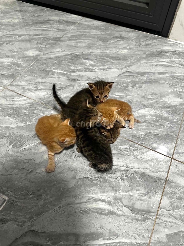 gả đàn mèo con. Mua bán Mèo tại Huyện Hóc Môn Tp Hồ Chí Minh được đăng bởi Nguyễn Trọng Nhân hình 1