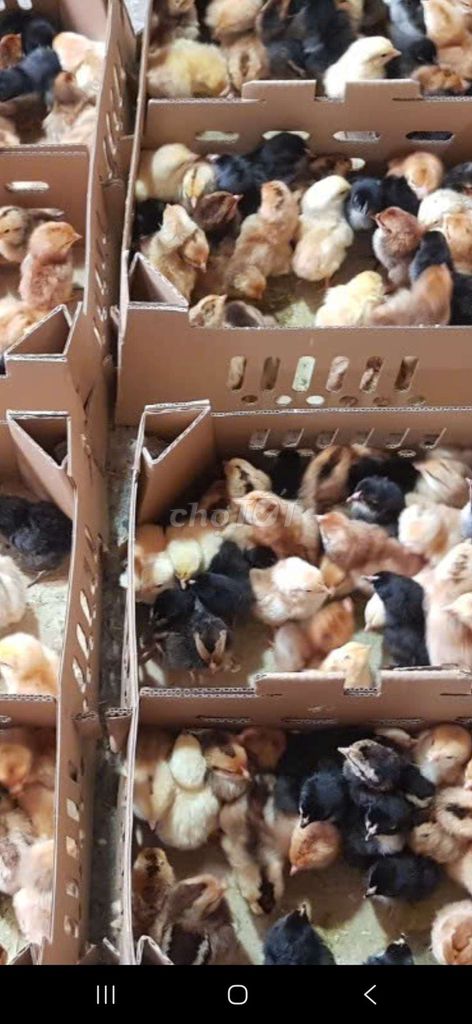 Gà ta thả vườn Vịt xiêm pháp đã chích vắc xin. Mua bán Gà tại Quận 12 Tp Hồ Chí Minh được đăng bởi Lê Thị Hảo hình 1