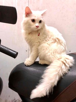 nhà trật nên bán lại cho ace đam mê. Mua bán Mèo tại Quận Bình Tân Tp Hồ Chí Minh được đăng bởi Gà Đá Trà Vinh