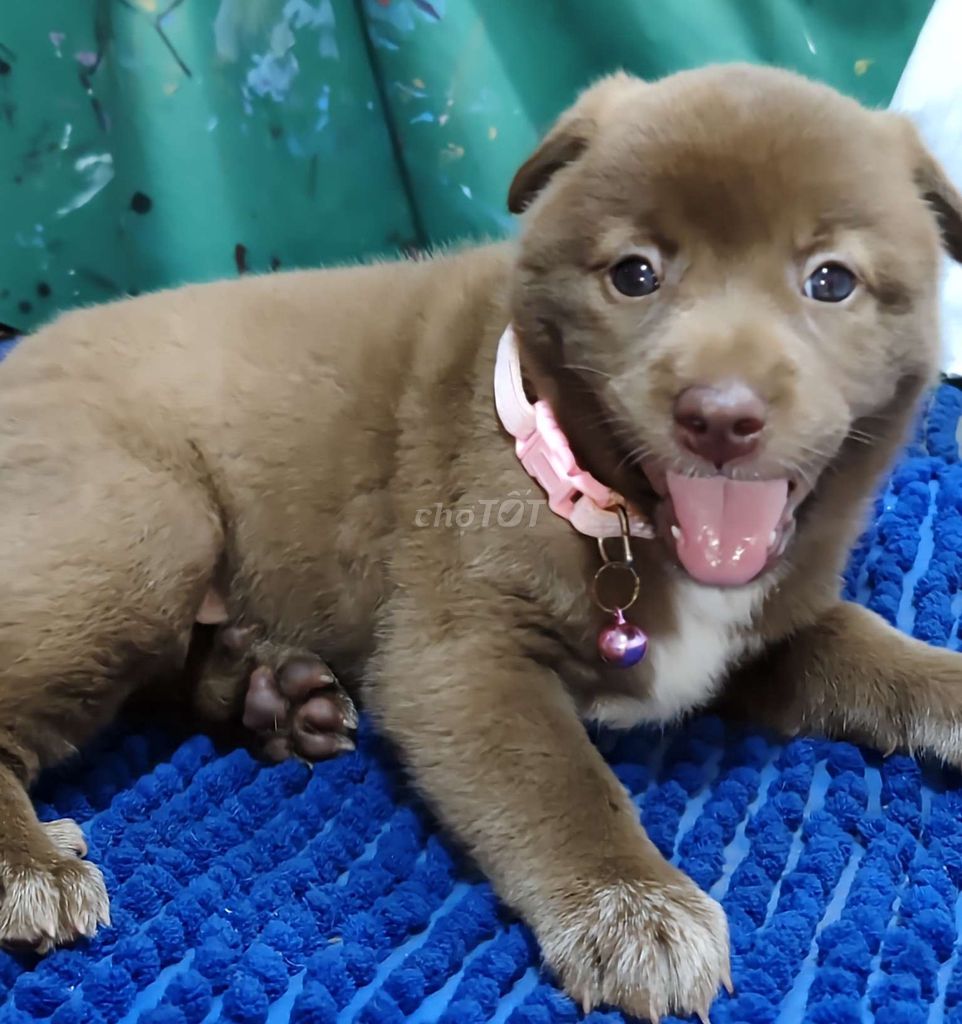 Chó Alaska F1 Socola mắt xanh ngọc mũi hồng . Mua bán Chó tại Quận Bình Tân Tp Hồ Chí Minh được đăng bởi Nguyễn Hằng hình 1