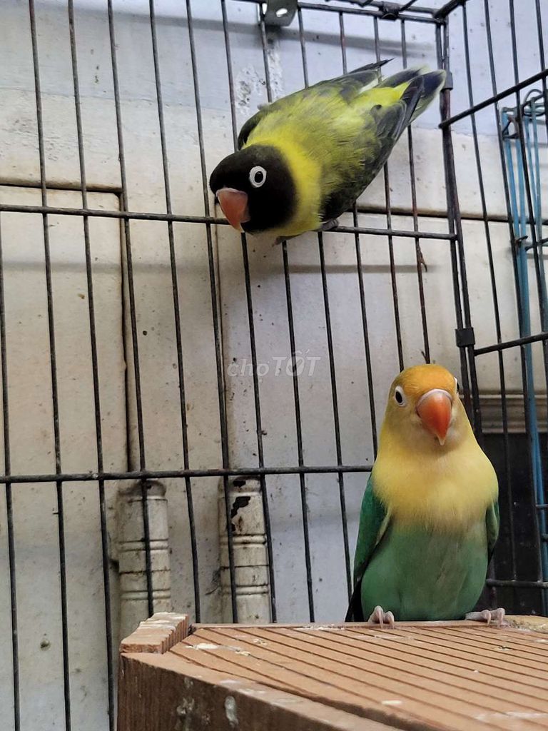 Dư cặp Vẹt Lovebird mới bắt cặp