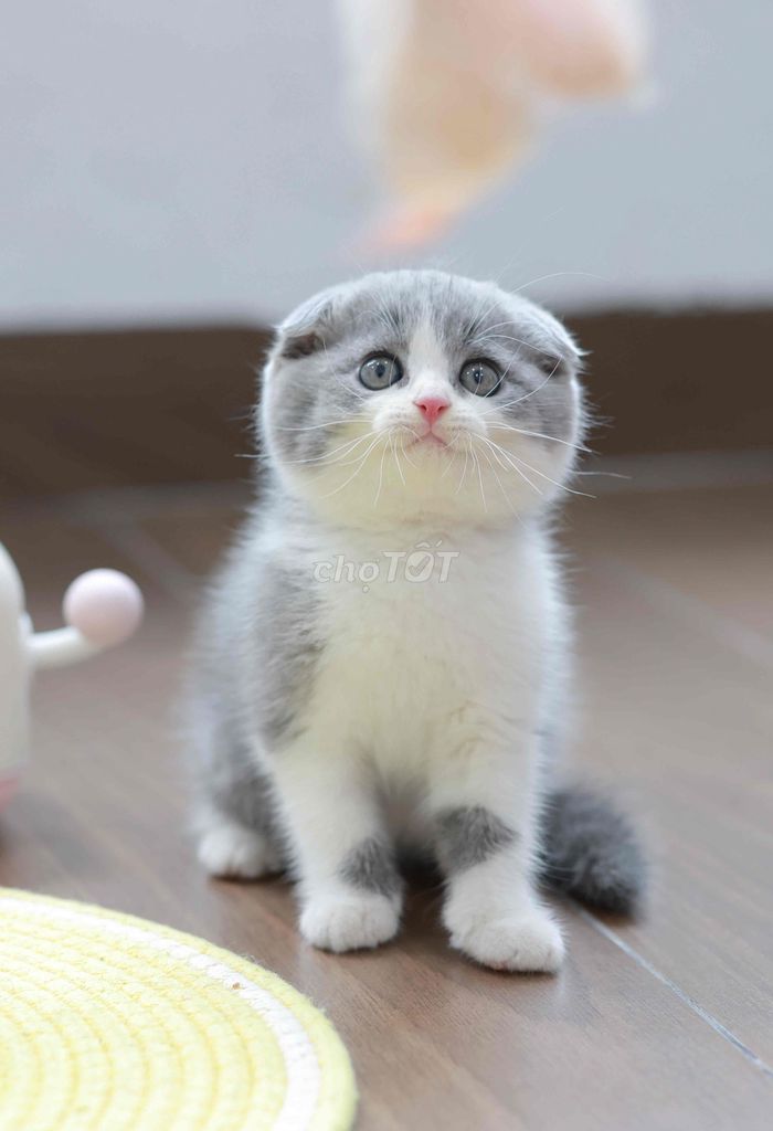Mèo Anh Lông Ngắn Bicolor. Mua bán Mèo tại Quận Tây Hồ Hà Nội được đăng bởi Thư hình 1