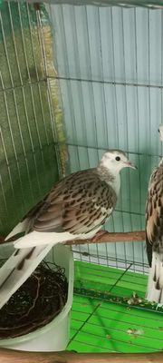 chim cu gáy thái vrb. Mua bán Chim tại Quận Bình Tân Tp Hồ Chí Minh được đăng bởi Thế Hiển